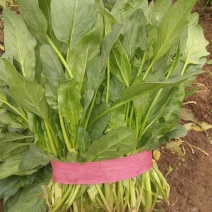 菠菜大量供应，永年蔬菜基地