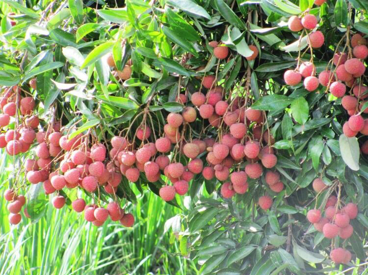 黑叶荔枝与白糖罂荔枝植株对比图