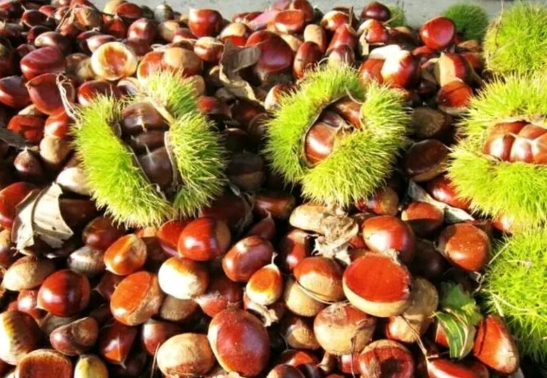 冷冻生栗子特写