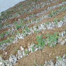 金银花嫁接种苗（湘蕾花王）