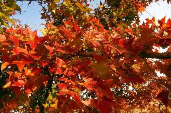 五角枫在秋季呈现出绚丽的红色