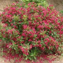 辽宁红花王子锦带球精剪球美植袋苗规格齐全