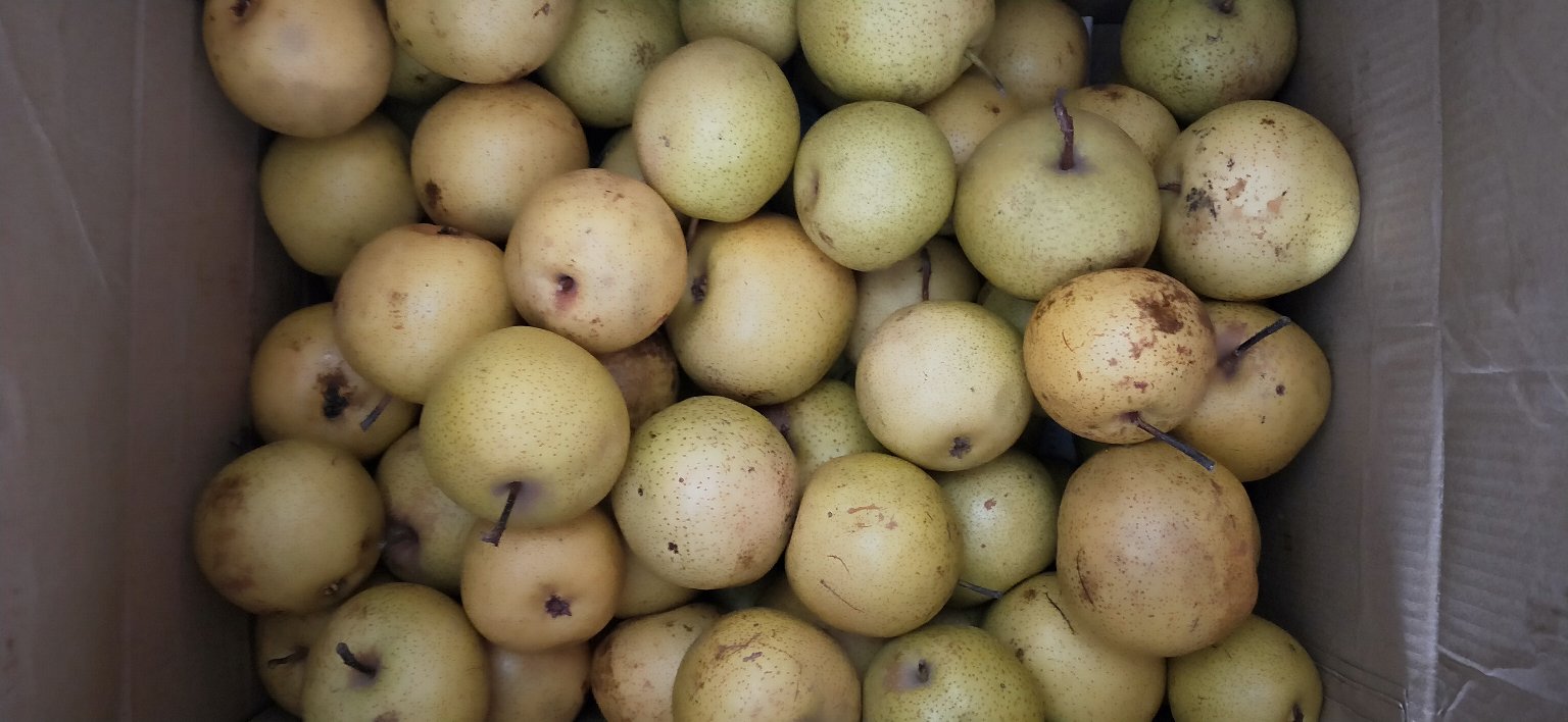 酸梨果实特写