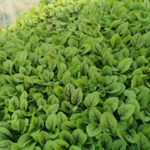食用花草