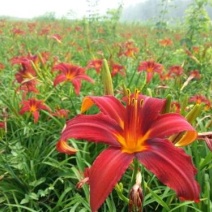 辽宁开原红宝石萱草小苗红百合红娃娃萱草杯苗繁育基地