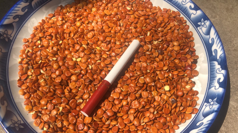 酸枣在每年的什么时候成熟