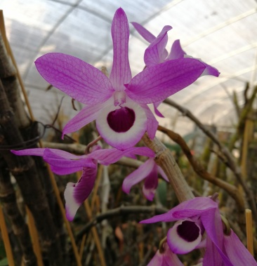 喇叭唇石斛denlituiflorumlindl
