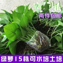 绿萝水培土培散苗居家办公室内绿箩植物装饰摆件盆栽吊兰