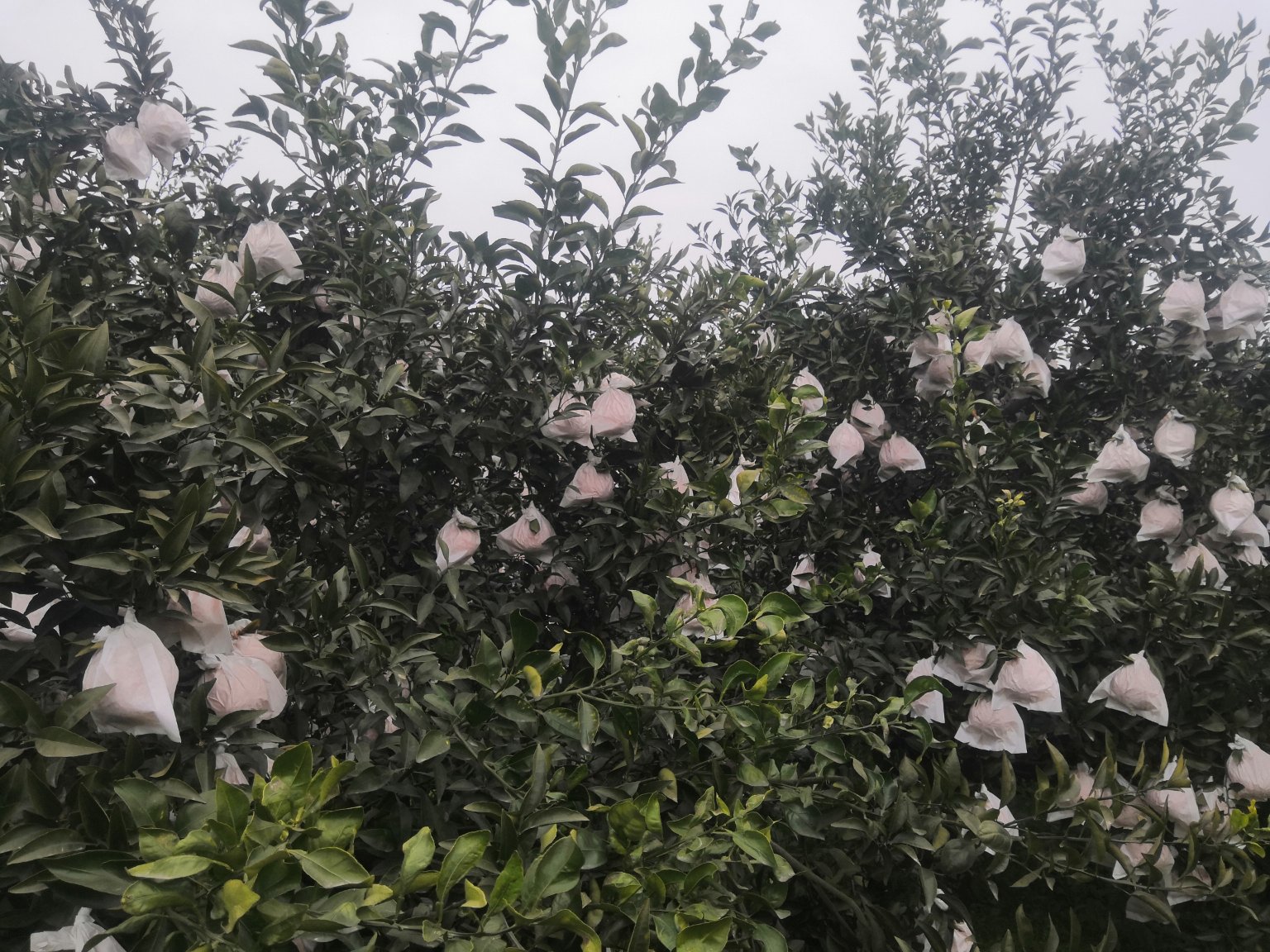 图片展示两组不知火柑果实对比,左侧未套袋果实表面有明显日灼斑和虫咬痕迹,右侧套袋果实果面光滑、色泽均匀呈橙黄色,背景为夏季阳光强烈的果园环境,操作人员正在为果树套袋 不知火柑苗夏季果实套袋试验对比图