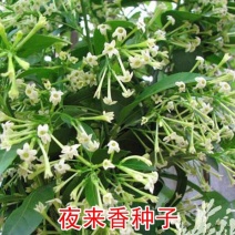 美丽月见草种子夜来香种籽多年生宿根花卉盆栽花卉低矮