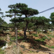 造型松