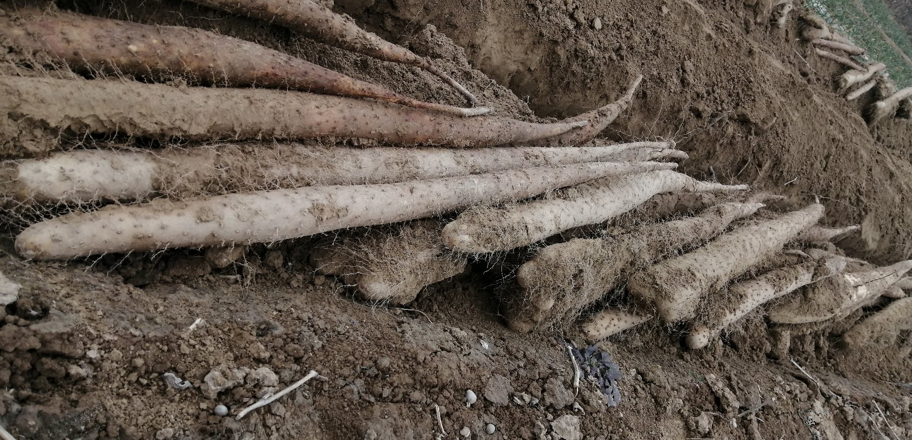 白玉山药整体植株与采收场景