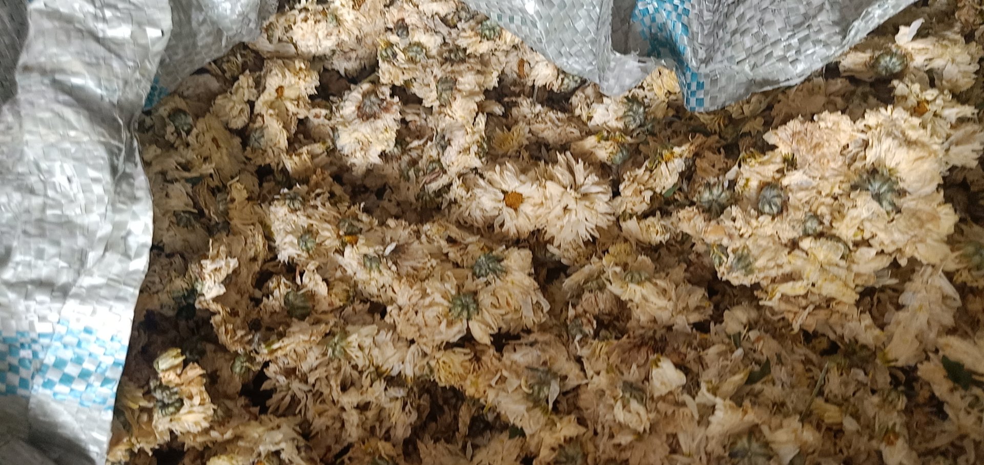 质检人员检测杭白菊含水率