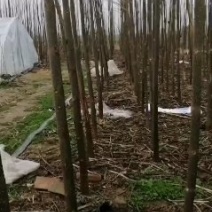一级泡桐苗