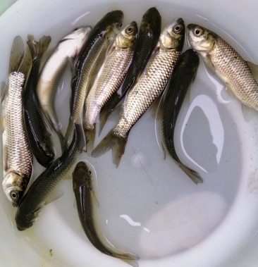 四大家鱼苗 草鱼苗 鱼苗批发市场直供