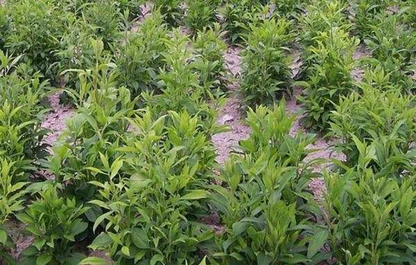 白术种植基地航拍图