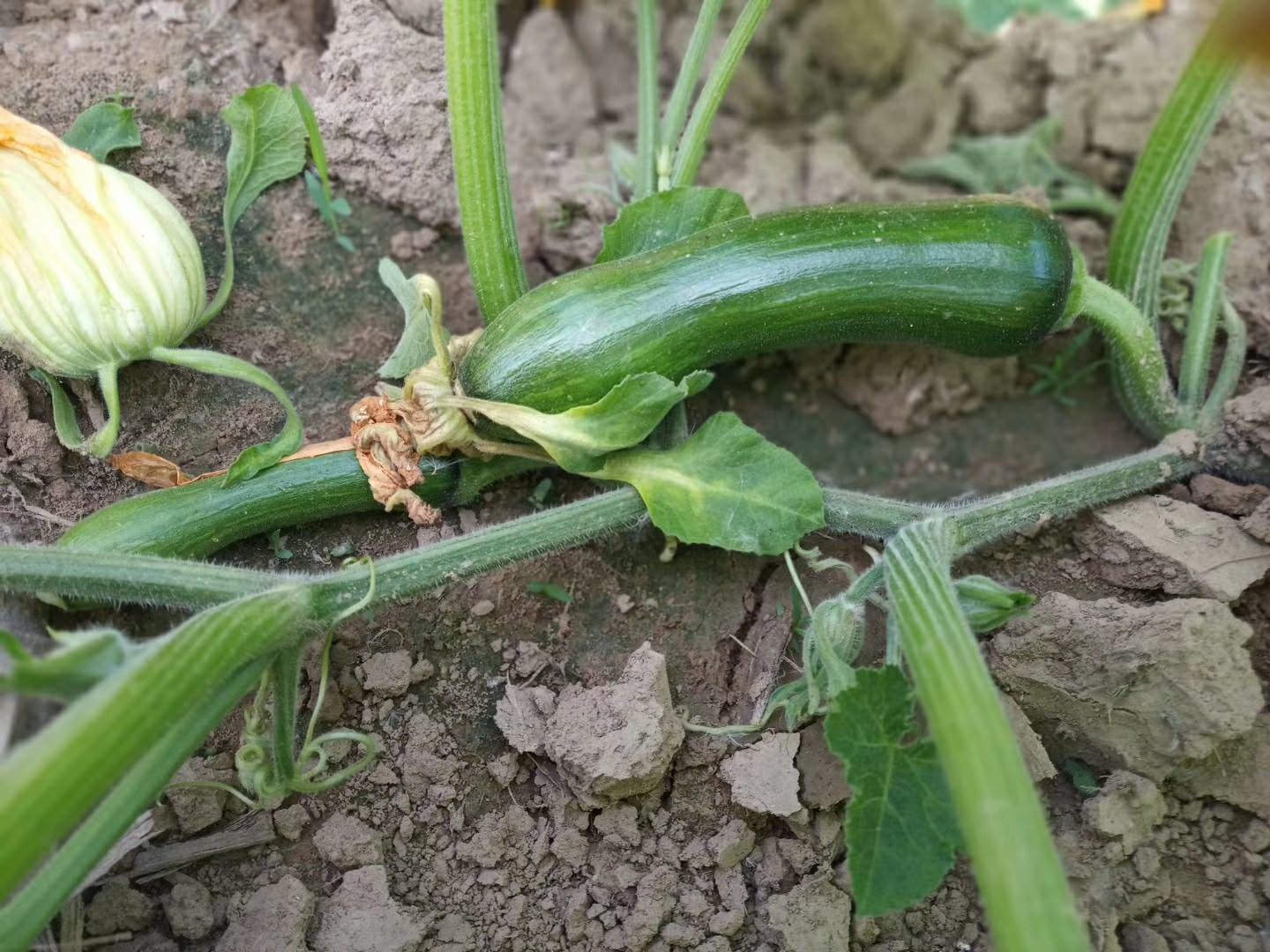 南瓜颠的嫩芽特写