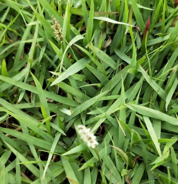 中华结缕草基地直销精品量大