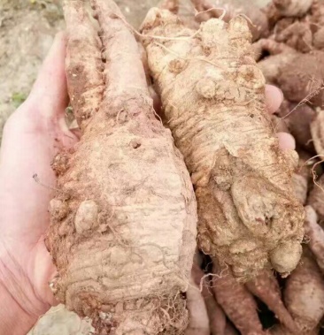 四叶参山海螺奶参狗头参羊奶参乳头薯