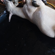 驴肉