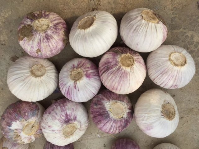 一颗去皮后的独头蒜特写,表面光滑洁白,略带淡黄色光泽,切面可见致密均匀的组织结构,背景为木质砧板,旁边有一把不锈钢小刀,营造出自然健康的厨房氛围 独头蒜特写