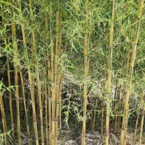 各种，竹子，风景竹，全都有，现大量出售，欢迎来电咨询。