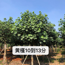 黄槿