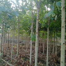 乐昌含笑深山含笑醉香含笑台湾含笑峨眉含笑常年供应各种规格