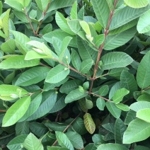 番石榴芭乐苗，小中大杯，
