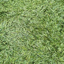 高山茶产地直销