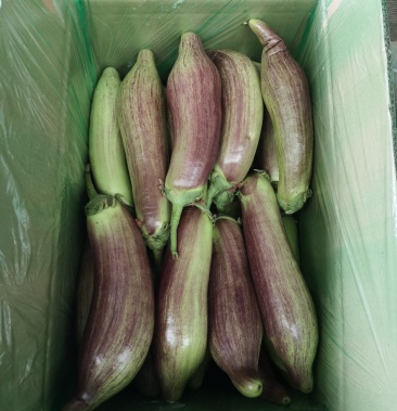 [茄子批发]面包茄价格5.00元/斤 - 一亩田