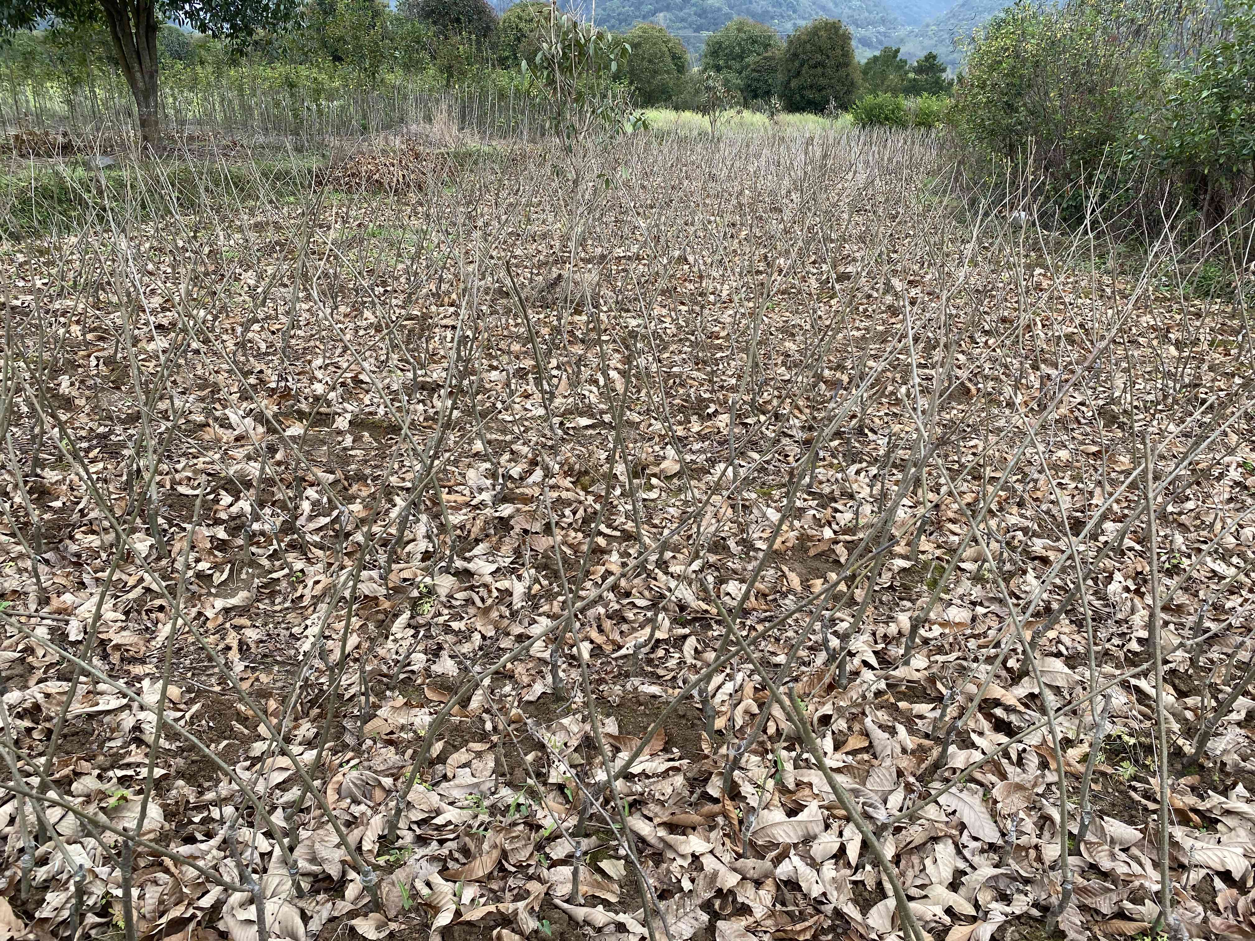 栗子种植园的自然环境,展示栗树在山地或丘陵地带的生长情况 栗子种植园的自然环境