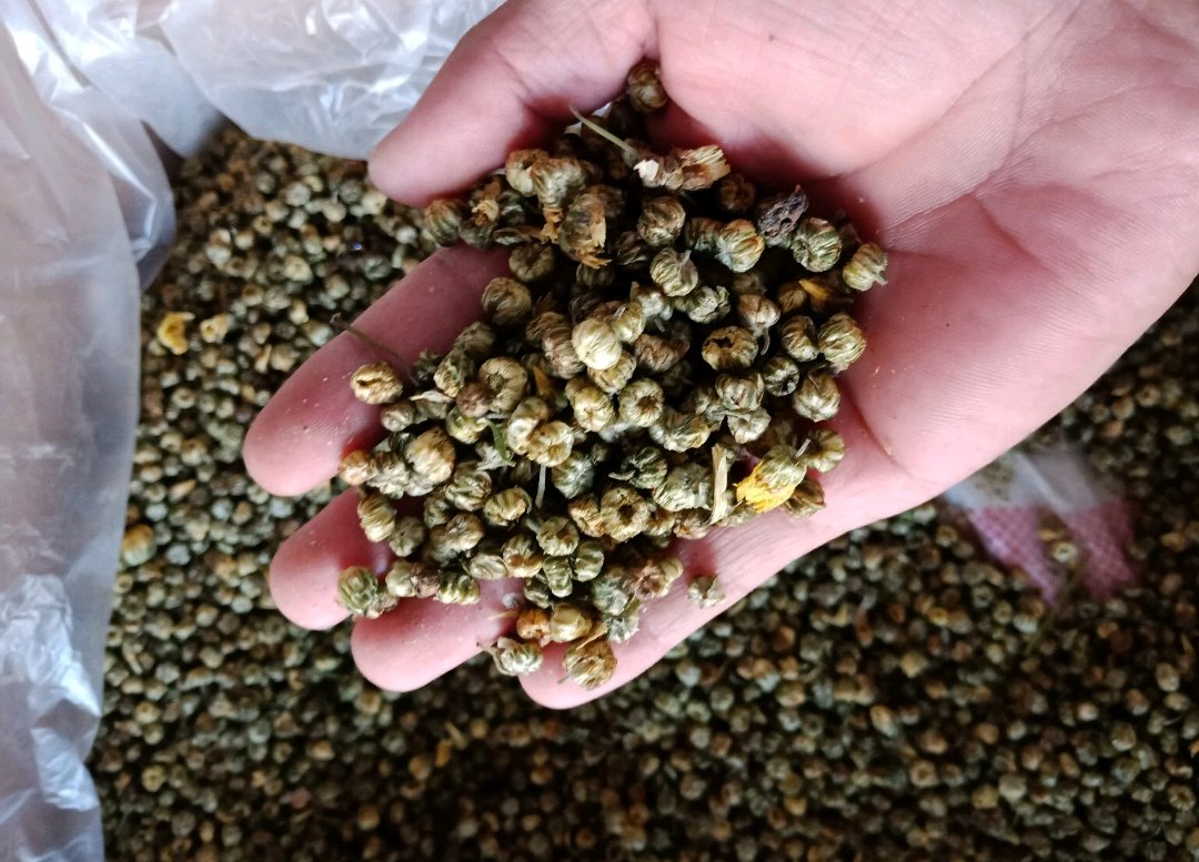 柑胎茶饮成品图