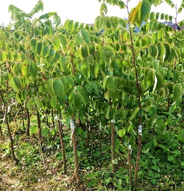 杨桃苗小中大杯白袋树苗