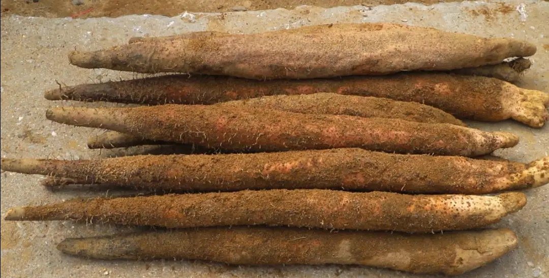 新鲜山药与淮山片对比图