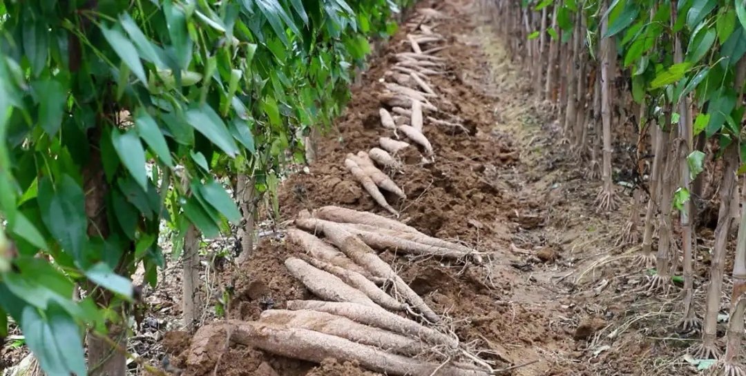 淮山药种植基地,展示整齐排列的山药种植田,农民正在田间劳作 淮山药种植基地