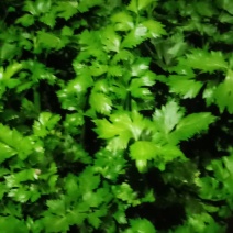 代收蔬菜代卖