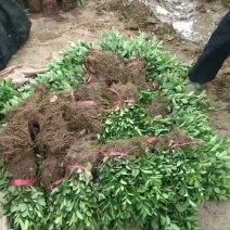 大叶冬青苗40~50cm包指导技术支持包成活