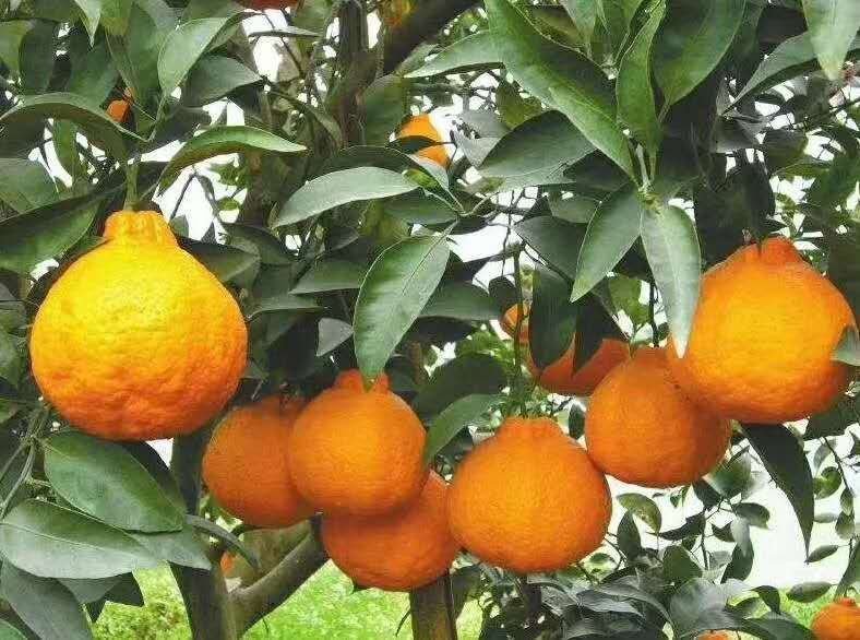 四川不知火柑橘成熟果实
