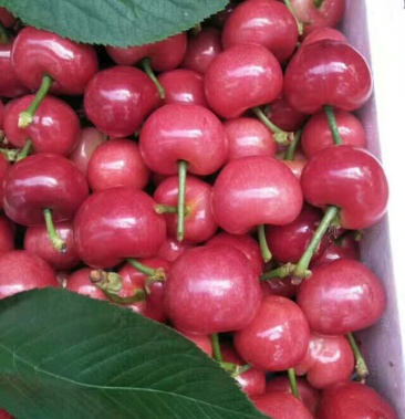 山东安丘本地大棚大樱桃上市了