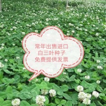 白三叶种子，草坪种子，绿化，护坡，四季常青，可提供发票