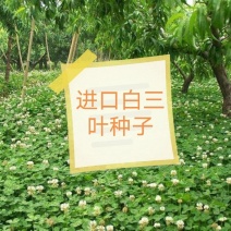 白三叶种子，绿化护坡保证出芽率，可提供发票