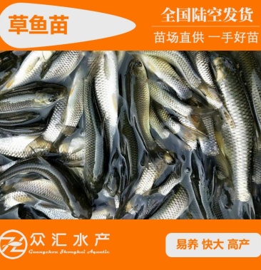 [草鱼苗批发]草鱼苗 鲩鱼苗 抗病力强 多种规格 水花供应中价格0.