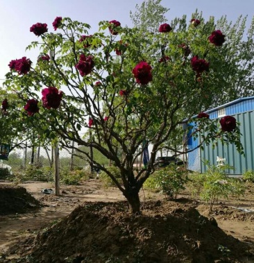 百年精品牡丹古树黑色独杆牡丹树