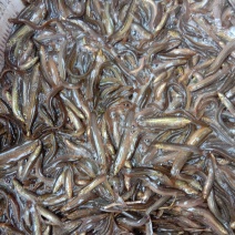 【包送贵川】重庆泥鳅鲜活#产地直供#量大从优