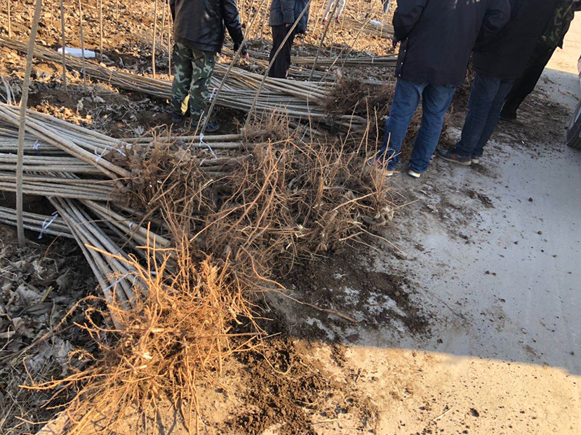 华北地区仿野生平菇杨树段栽培现场管理图