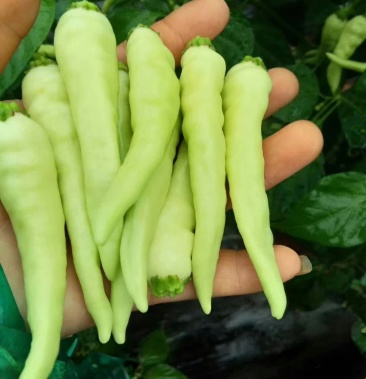 [鲜辣椒批发]绿色小米辣价格7.50元/公斤 - 一亩田