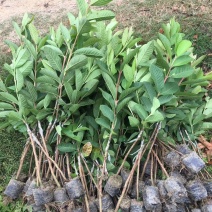 台湾番石榴芭乐苗，白珍珠，红肉