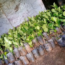 海南片接泰国红肉八号菠萝蜜苗。一手货源。