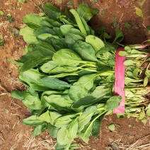 小叶菠菜（高杆菠菜）菌子叶35-45厘米